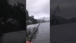 My first mangrove jack on lure north Qld fishing fishspecies mangrovejack [upl. by Sergeant]