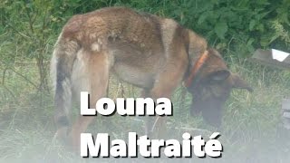 Louna chienne berger allemand Maltraité depuis ses 3 mois  Part 1  IronVlog [upl. by Anabahs]