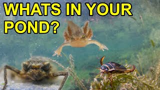 5 Critters Living in Your Garden Pond [upl. by Nylirret]