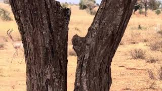 GERENUK can survive its entire life without ever taking a drink of water [upl. by Ralf970]