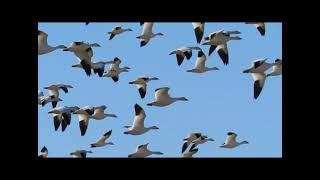 BOSQUE DEL APACHE CRANES amp SNOW GEESE [upl. by Loydie378]