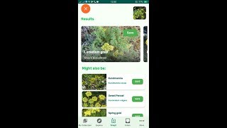 PlantSnap identifies a Grays biscuitroot Lomatium grayi [upl. by Beyer374]