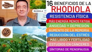 16 BENEFICIOS de🪴RHODIOLA🪴ENERGÍA💪menos FATIGA👏LIBIDO❤️ESTRÉS👍ANSIEDAD DEPRESIÓN❤️MEMORIA🧠OBESIDAD👏 [upl. by Adabelle]