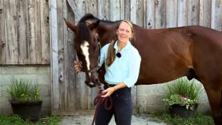 8 Different Horse Stretches [upl. by Hazmah]