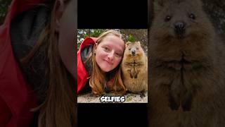 Quokkas Worlds Happiest Animals Fun Fact shorts animals quokka [upl. by Danby]