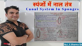 Canal System In Sponges  स्पंजों में नाल तन्त्र [upl. by Mella285]