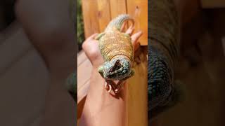 Exotic land farm Uromastyx ornata [upl. by Siednarb]