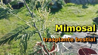 Trasplante de bonsai de mimosa Acacia dealbata [upl. by Faunia]