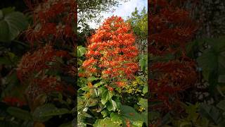 Pagoda FlowerClerodendrum paniculatum  Shrub Bush [upl. by Barn652]