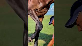 you need to know the important body areas to treat horsescowboy rek horse kopkari [upl. by Uhej]