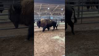 Bison Bull looking at the ladies bison oklahomabisonassociation [upl. by Orella258]