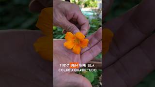 Conhecem a capuchinha plantas panc plantascomestíveis capuchina nasturtium horta hortaemvaso [upl. by Hughmanick643]