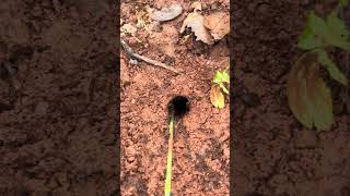 Black ants attack cricket insect for food shorts [upl. by Enelym117]