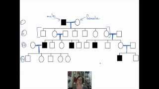 Introduction to Pedigrees [upl. by Aidile431]