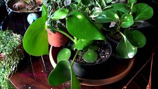 Peperomia Collection [upl. by Alitta]