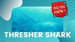 Thresher shark facts [upl. by Middendorf]