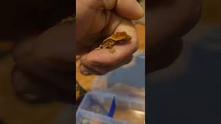 two more crested gecko hatched today crestedgeckos [upl. by Sej]