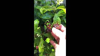 Psychotria Viridis Chacruna Ayahuasca Plant Update [upl. by Oidgime491]