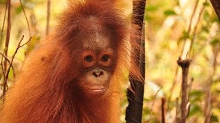 Cinta the Orangutan [upl. by Sandy]