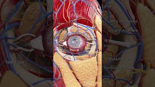 Explore the Intricate Anatomy of the Eye [upl. by Pitzer]