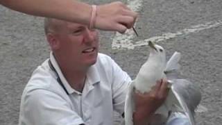 Catching the Sea Gull [upl. by Cammy]