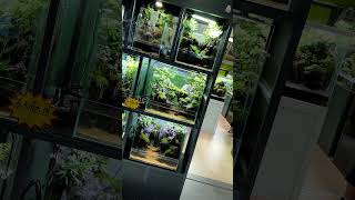 Nature Style Paludarium protips aquascape aquarium [upl. by Kalvn300]