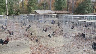 80 chickens rescued from illegal cockfighting ring in Virginia [upl. by Stalker]