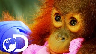 Peanut The Adorable 15 Month Old Orangutan Baby  Meet The Orangutans [upl. by Louth]