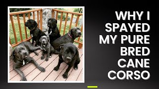 Why I Spayed my Cane Corso [upl. by Carlen]