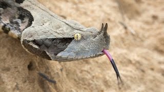 Largest Viper in the world [upl. by Howland]