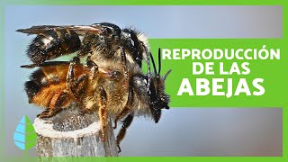 ¿Cómo se REPRODUCEN las ABEJAS 🐝  Curiosidades sobre las Abejas [upl. by Ahsiuqat]