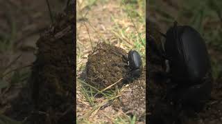 Amazing Facts About Beetles in 60 Seconds [upl. by Arakaj466]