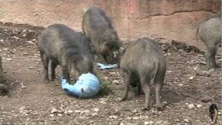 Easter with the Visayan Warty Pigs [upl. by Nobell]