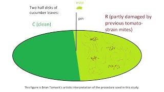 Learning in the TwoSpotted Spider Mite Tetranychus urticae [upl. by Engis]