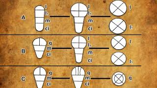 Embryogenesis and development of embryo in monocots and dicots mp4 [upl. by Audun]