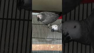 African Gray Parrot shortsviral parrotslover parrot Smokey the african Grey Parrots [upl. by Arodal]