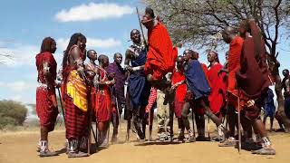 Incredible Maasai jumping dance [upl. by Leumel]