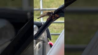 Gallinipper mosquito eating wasp in Lafayette Louisiana [upl. by Delbert]