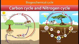 Biogeochemical cycle  Carbon cycle  Nitrogen cycle  Chapter 16 Class 10th biology [upl. by Saenihp936]