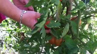 Cueillir des tomates  tomate maison [upl. by Inat376]