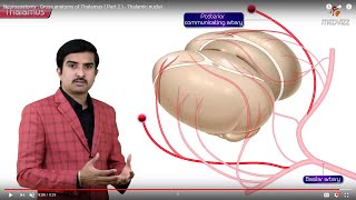 Gross anatomy of Thalamus  Part 2   Thalamic nuclei  Animated Neuroanatomy [upl. by Gertrude220]