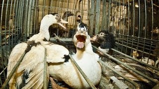 French Foie Gras Cruelty  Animal Equality Undercover Investigation [upl. by Kral]