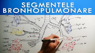 Segmentele Pulmonare și Ramificațiile bronhiilor [upl. by Ahsauqram]