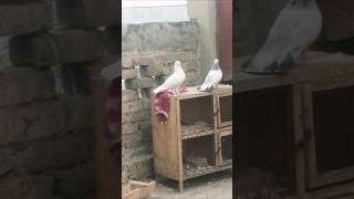 Pigeon pigeon bird trending attitude sorts [upl. by Tabbie647]