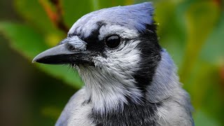 Blue Jay Call [upl. by Akerue]