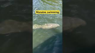 Manatee Swimming saltwaterfishing manatee fishing youtubefishing [upl. by Maximo]