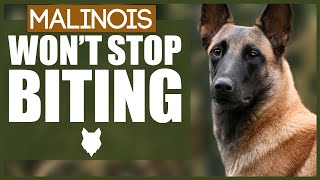 How To Stop A BELGIAN MALINOIS BITING [upl. by Ado]