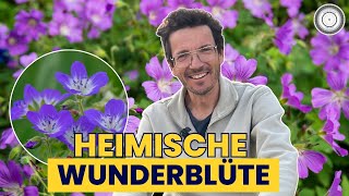 VÖLLIG unterschätze heimische Staude Langlebig und robust WALDSTORCHSCHNABEL  Geranium sylvaticum [upl. by Gustafson]