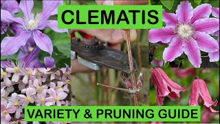 CLEMATIS VARIETY amp PRUNING GUIDE – How to prune and great varieties to grow [upl. by Hajidak]