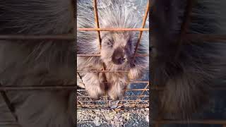 Adorable Porcupine Making The Cutest Noises [upl. by Francis]